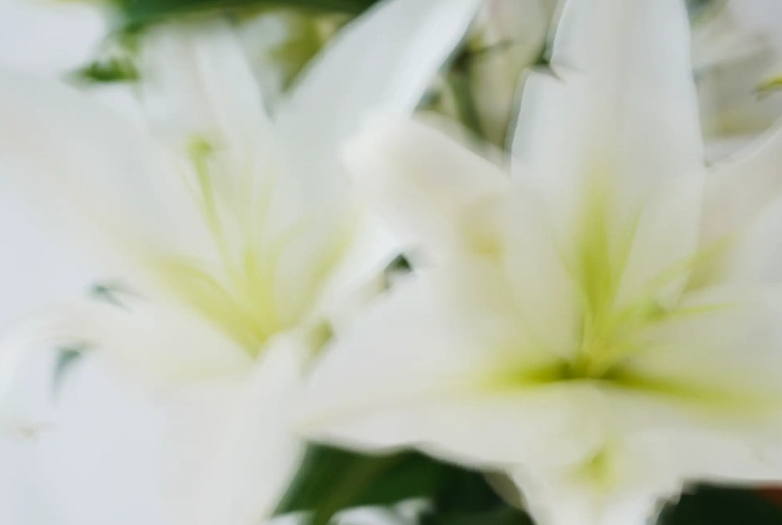 ヨヨ ジュエリー