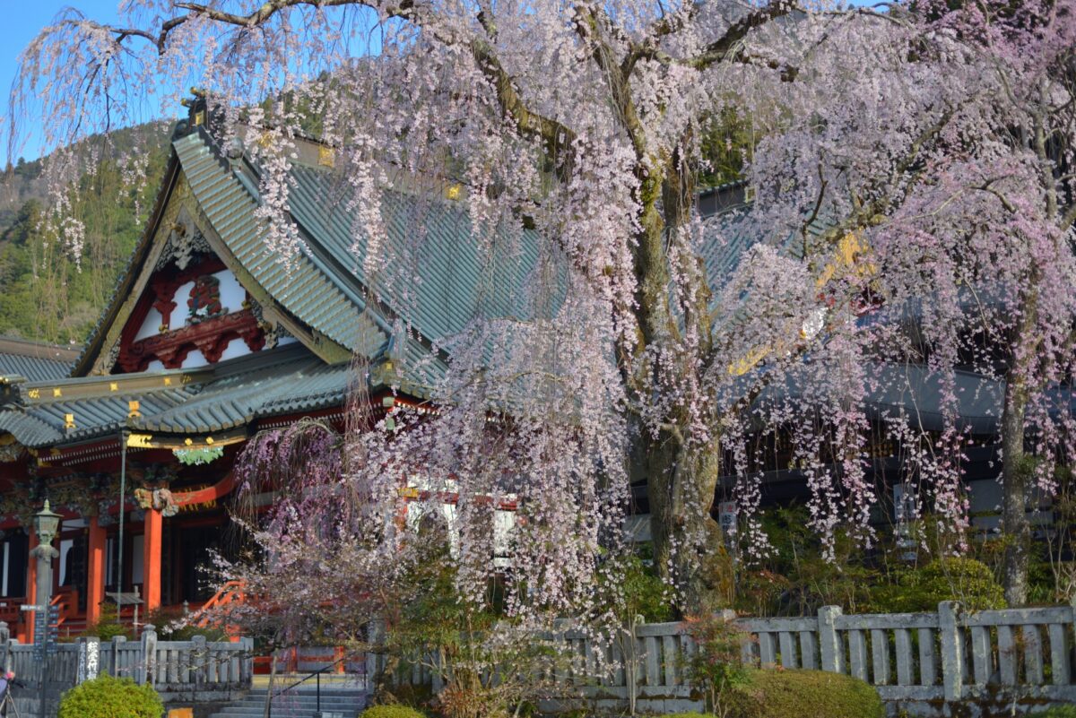 久遠寺の春