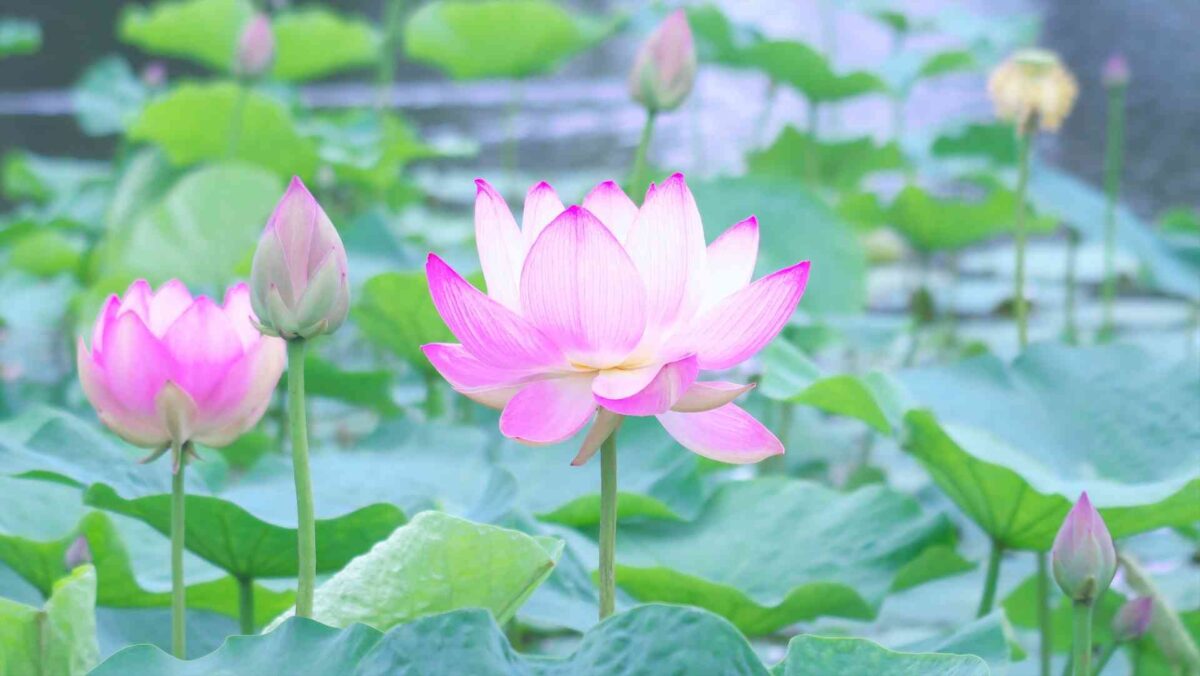はす