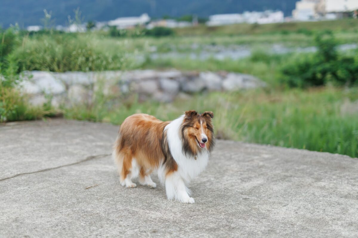 散歩をする犬