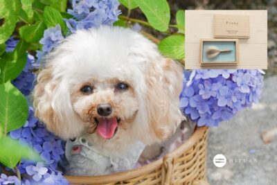 ペットの抜け毛で作る小さな筆