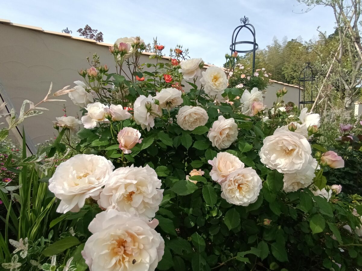千の花々メモリアルガーデン