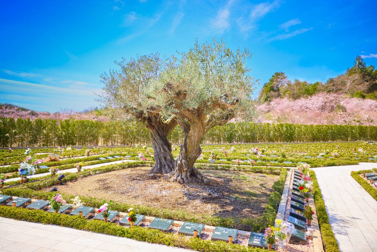 千年オリーブの森