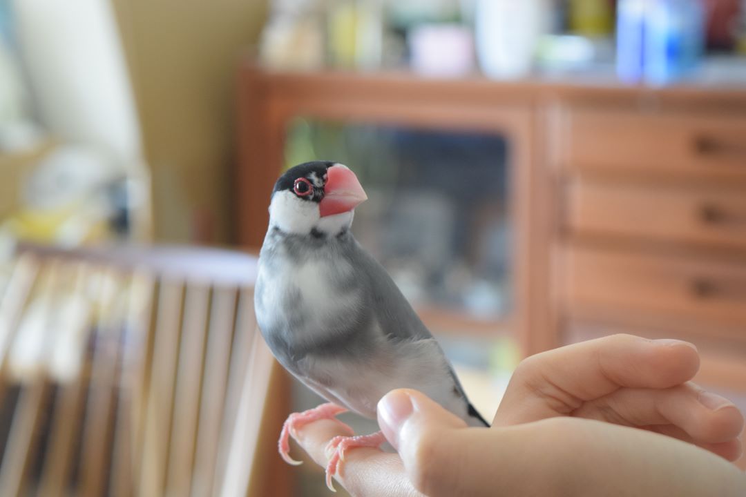 ペットメモリアルツリー