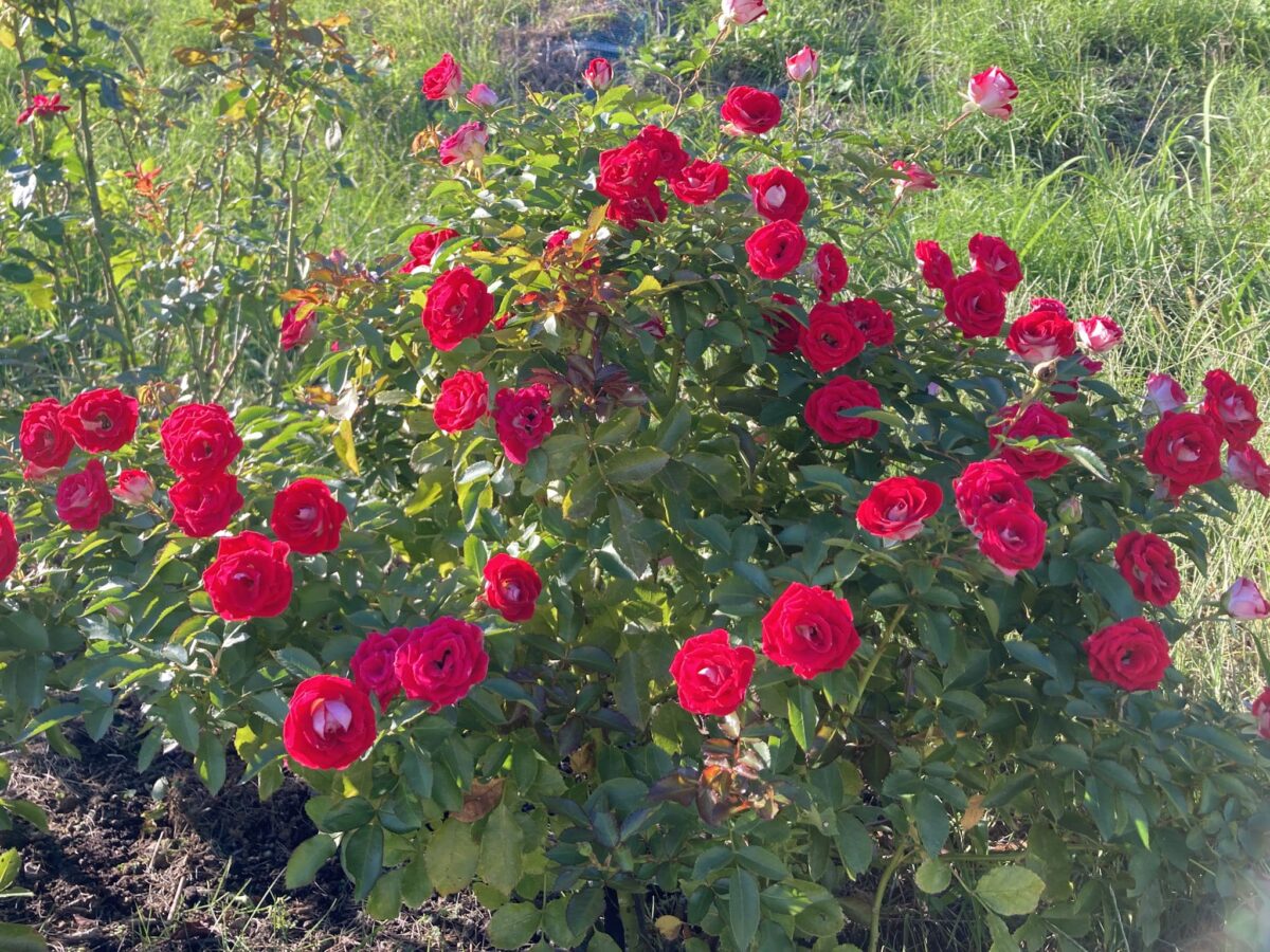 千の花々メモリアルガーデン