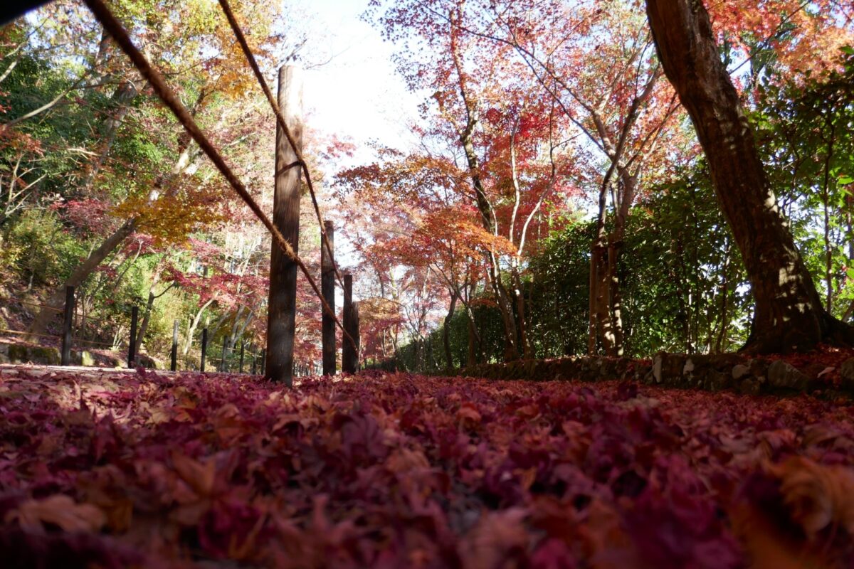 光明寺の紅葉